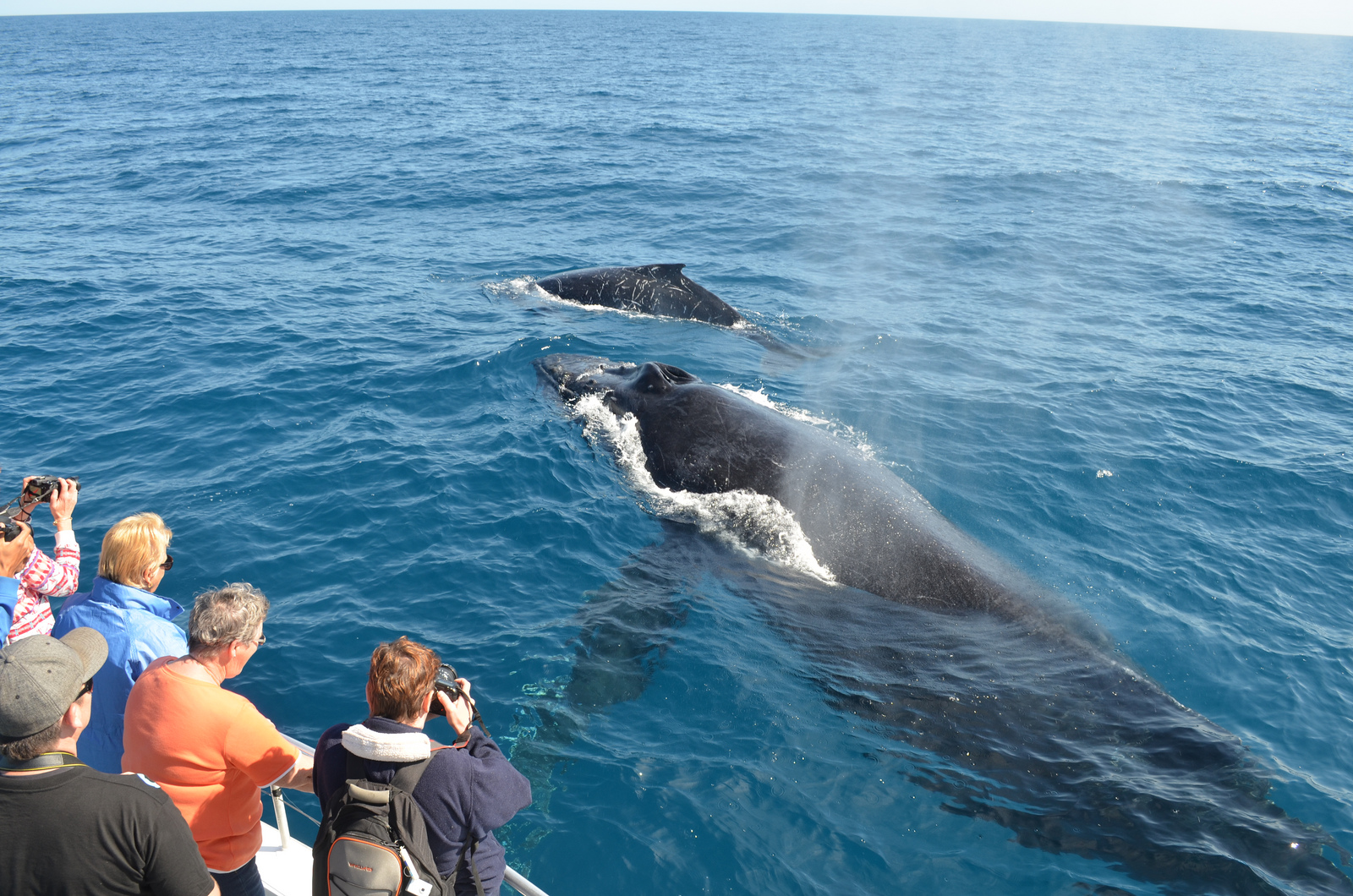 Whale Watching Season is around the Corner in Cabo San Lucas » Mexican